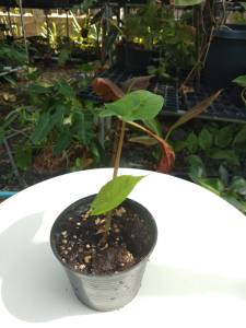 อโลคาเซีย สคัลปรัม (Alocasia Scalprum)ไม้เนื้อเยื่อ อนุบาลแล้วเลือกได้ตามรูป พร้อมส่ง