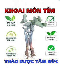 cây khoai môn tím mgotj siêu to