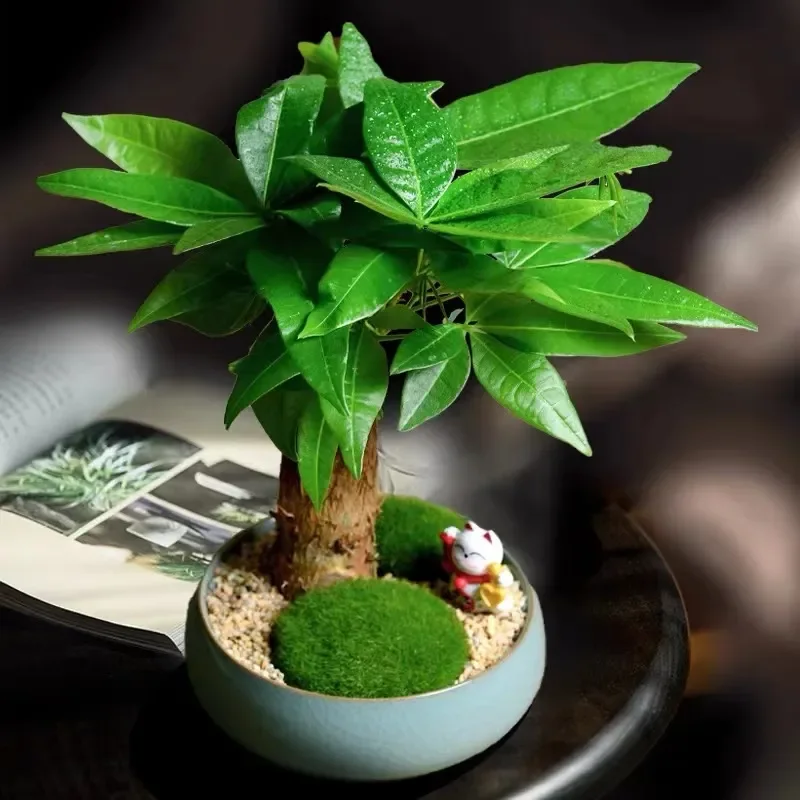 Money tree bonsai clearance for sale