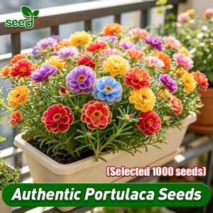 [Selected Seeds] 100% Authentic 1000pcs Mixed Portulaca Seed Moss Rose Flower Seeds for Gardening Bonsai Seeds for Planting Flowers Potted (Fast Growing) Indoor Flowering Plants Seeds Portulaca Flower Plant Seeds for Garden Decor Local Ready Stock