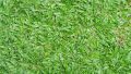 ขายถูก 100 กรัมหรือ 1 ขีด เมล็ดหญ้ามาเลเซีย Tropical Carpet grass หญ้าเห็บ หญ้าไผ่ หญ้าปูสนาม สนามหญ้า เมล็ดพันธ์หญ้า ปูสนาม สนามหญ้าและสวน. 