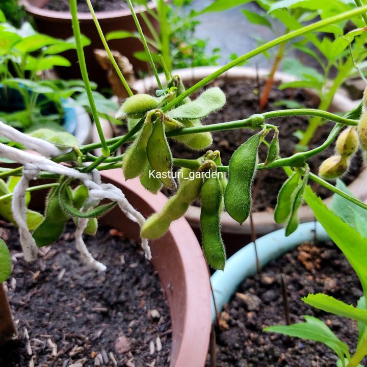 Edamame Seeds Vegetable Seed Vege 12 pcs Lazada