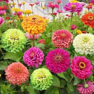 Mixed-color zinnias zinnia flowers for planting in all seasons blooming plants for garden balcony and potted decoration