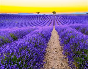 ลาเวนเดอร์กระถางปลูกยุงสี่ฤดูไม้กระถางปลูกต้นไม้ในร่มทนความเย็น100ชิ้น/แพ็ค