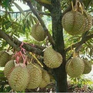 Bibit Durian Bawor Kaki 3 Super Unggul