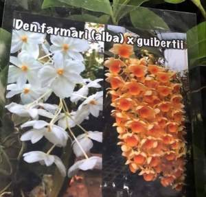 [Giá hủy diệt] kiều trắng đột biến x kiều cam chậu trưởng thành