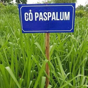 Hạt giống cỏ xả chịu ngập UBON Paspalum
