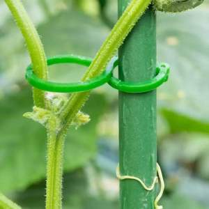 Tumbuhan hijau pokok buah-buahan pokok membetulkan klip strap pengancing pokok anggur anak pokok memanjat pokok anggur batang sokongan buah dan sayuran anak benih lapan aksara gancu Garden Plant Rumah Home
