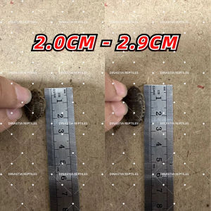 [Ready Stock]  Dubia Roaches/Dubia Food/Arowana/Reptiles/Fish 杜比亚蟑螂 110Pcs Size L(2-2.9CM)