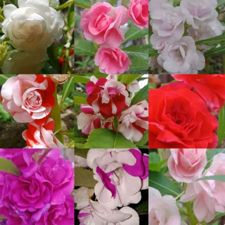 Promo%20Murah%20-%2020%20Benih%20Bibit%20Bunga%20Balsam%20Mix%20-%20Image%202