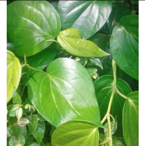 1 Kg Daun Sirih Segar / 500 Gram Daun Seureuh Segar Alami