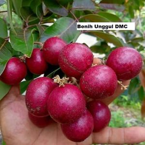 Bibit Kelengkeng Merah Hasil Okulasi Cepat Berbuah