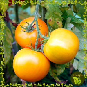 yellow orange tomato 5 seeds golden jubilee fruit outdoor garden plant