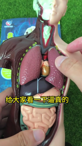 Human Brain Anatomy Model with Detachable Brain Organs Anatomical Human Brain Model Assembly Toy for Kid Teen Aged 7-14