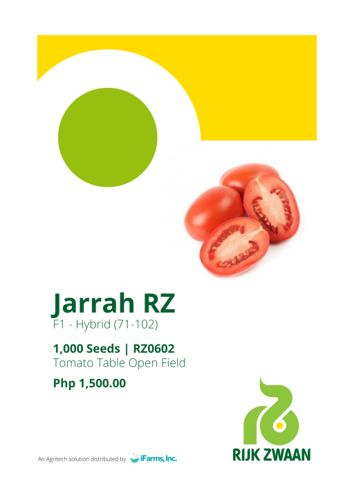 Rijk Zwaan Jarrah (Tomato Table Open Field) 1000seeds/pack | Lazada PH