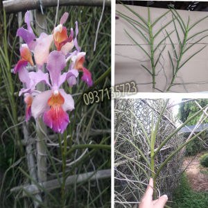 [HCM]CÂY lan Vanda cây giống lá hình tròn trụ - Vanda lá kim-combo 3 cây