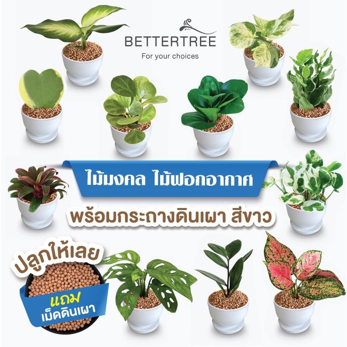 ชุดต้นไม้พร้อมปลูกในกระถางดินเผาสีขาว 3.5 นิ้ว พร้อมจานรองและหินตกแต่ง