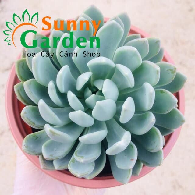 Sen Đá Cúc Xoáy - Size Nhỏ