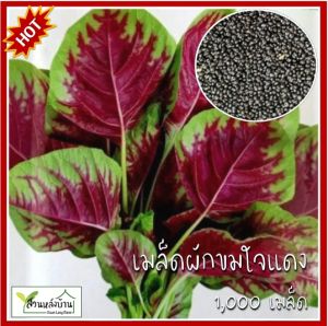1000 เมล็ด ผักโขมใจแดง เมล็ดผักโขมเรดลิฟ เมล็ดผักขมใจแดง ผักขม ผักโขม เมล็ดผักขม เมล็ดผักโขม