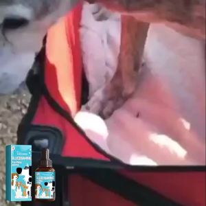 LZD Yegbong Glucosamine Drops Relieve Muscles and Bones and Joints Pain Discomfort Dogs and Cats Body Care