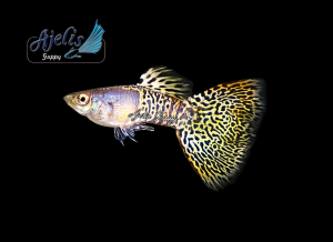 🐟Ajelis Guppy🐟 Metal Yellow Lace Guppy 金属黄蕾丝孔雀鱼 - Aquarium Ornamental Fish Tuxedo Guppy Ikan Hiasan 孔雀鱼 大尾巴 三角尾 金属 蕾丝