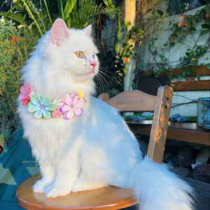 JJT Cute Floral Pet Collar for Cats and Dogs Instagram Style Flower Necklace Accessory Perfect for Parties and Gifts
