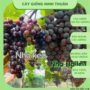Combo 2 cây nho giống kẹo và bailey thơm ngọt ( tặng kèm phân bón và tài liệu hướng dẫn cách trồng)