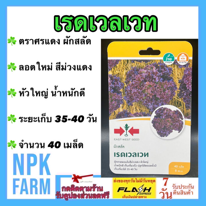 เมล็ดผักกาดหอมเรดเวลเวท ตราศรแดง สีม่วงแดง หัวใหญ่