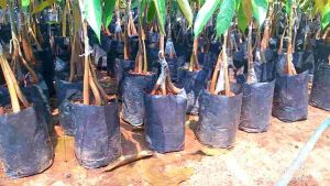 ต้นทุเรียนหมอนทองเสริมราก 80 ซ.ม เลี้ยงแดด 3 ราก มูซานคิง คุณค่า 5 ต้น