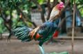 TELUR AYAM BANGKOK BIRMA ORI UNTUK DI TETASKAN. 