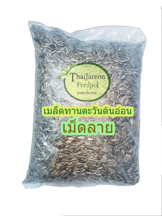 เมล็ดต้นอ่อนทานตะวัน เม็ดลาย ปลูกง่าย 1 กก.