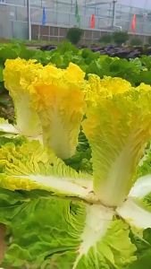 Egg yolk cream cabbage is really delicious. Its a farm-grown vegetable suitable for planting in summer autumn and all four seasons