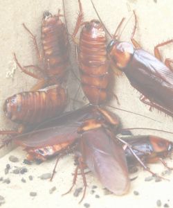 Trap-A-Roach Hoy Hoy 3 Sets – Effective Cockroach Traps for Home and Office