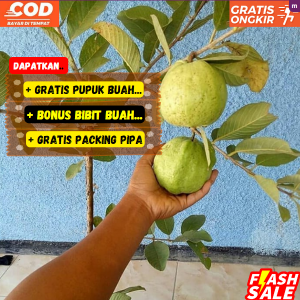 ( Sudah Berbuah ) Bibit Jambu  Kristal Putih Non Biji Super Unggul No 1