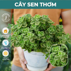 Cây Sen Thơm Nhất Mạt Hương JUN GARDEN Cây Đuổi Muỗi Dễ Trồng Và Chăm Sóc