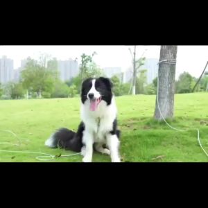 10M Steel Wire Dog Leash Extra-long Dog Leash Pet Leash Durable Anti-Bite Heavy Duty Leash Big Dogs