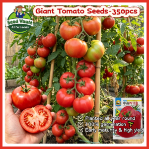 100% Legit High Germination 350pcs High Yield Giant Red Tomato Seeds for Planting Vegetables Fresh Floradade Seeds Bonsai Tomato Seedlings Balcony Apollo Tomato Vegetables Seeds for Gardening Tomato Kamatis Seeds Indoor and Outdoor Vegetable Planting