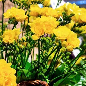 Củ giống hoa lan nam phi hoa màu vàng ( 1 củ kèm 1 viên nén ươm củ )