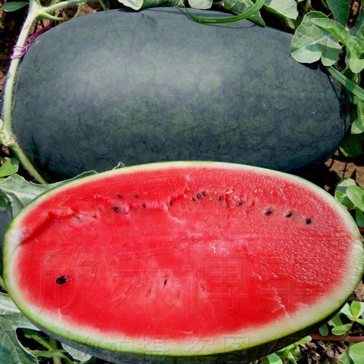 Tropical Fruit Seeds Giant Black Beauty Watermelon Seeds for Planting