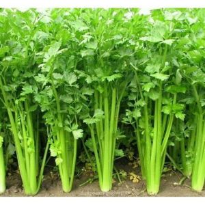 Hạt giống rau cần tây chịu nhiệt (2 gram) - thơm mát giàu dinh dưỡng trồng quanh năm