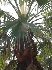 汽车遮阳挡防晒隔热遮阳板前档车窗遮光帘车用窗帘遮阳帘车内用品Car sunshade sun protection and heat insulation sunshade front window sunshade car curtain sunshade car interior articles