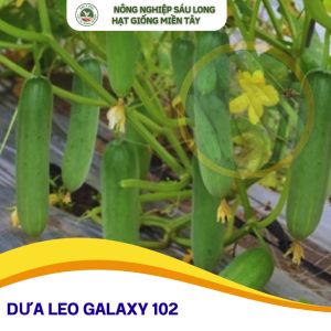 Hạt giống dưa leo lai F1 GALAXY 102 ĐTV gói lớn 10gram