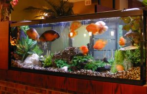 Penjernih Air Aquarium Instan Isi 100ml Formula Japan Air Kolam Aquascape Jadi Bening