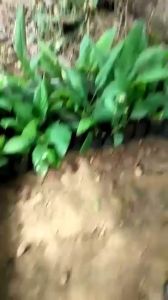 🌱ต้นกระชาย พร้อมปลูก พร้อมส่ง🌱ต้นละ 30 บาท🌱ถ่ายจากสินค้าจริงนะคะ ซื้อครบ 5 รับฟรี 1 ต้น 10 ต้นรับฟรี 2 ต้น🌱