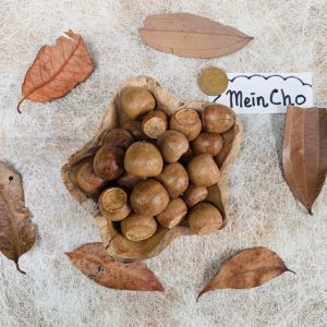 (500gr/125Biji) Kolase Biji Oak Biji Pasang Buah Oak Buah Pasang Properti Foto Dekorasi Rustik