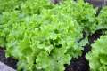 (370 SEEDS) - GREEN RAPID LETTUCE SEEDS/RAPID LG/FOR BEGGINERS VARIETY/EASY TO GROW. 