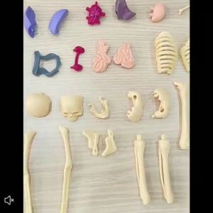 Human Body Skeleton Toy For Kids Science Human Model & Education Toy