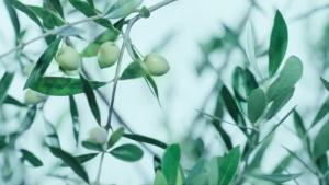 "BOTANIST" Botanical Hair Milk smooth & moist 80ml - Import from Japan