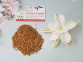 Hạt Methi Ấn Độ 500G Loại Cao Cấp - Đông Y Thanh Bình. 