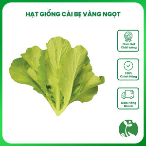 Hạt giống rau Cải Bẹ vàng ngọt gói 20gr (Trồng quanh năm)